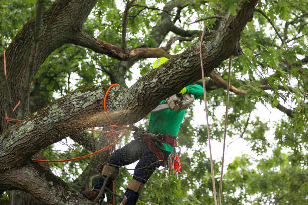 Trusted Crookston, MN Tree Care Experts